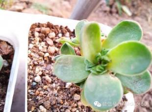多肉植物徒长怎么砍头 多肉植物徒长不用愁砍头是妙计(图文解说)
