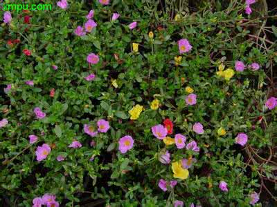 马齿苋 太阳花 马齿苋科：太阳花种植全记录