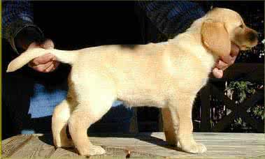 3个月拉布拉多喂养方法 拉布拉多怎么喂养