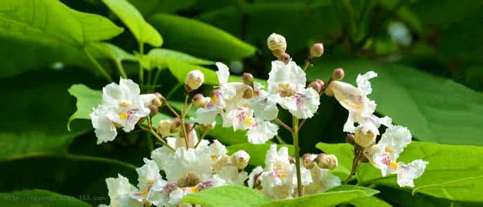 梓豪熥络宝效果怎么样 肾病的极效良药——梓实