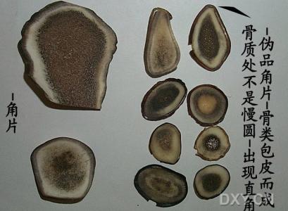 鹿茸质量好坏鉴别图片 鹿茸怎么鉴别 鹿茸的简介图片和鉴别方法
