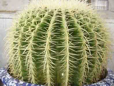 仙人掌摆放的风水讲究 仙人掌摆放的风水讲究 麒麟的风水作用和摆放讲究