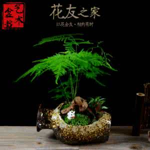 文竹盆景造型图片 文竹盆景造型图片 文竹盆景造型技巧讲解/文竹盆景造型图片
