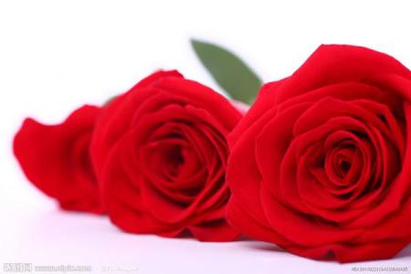 粉玫瑰和红玫瑰的花语 红玫瑰的花语 粉玫瑰的花语