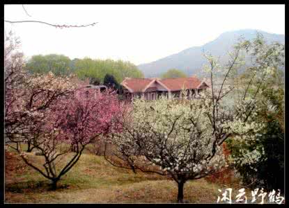 庐陵 和王希夷庐陵观梅