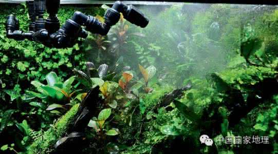 雨林缸制作详细过程 雨林缸制作全攻略