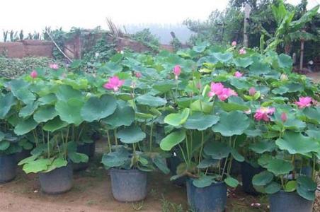 荷花种植过程图解 盆栽荷花怎种植