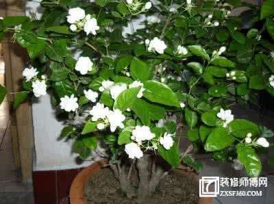 茉莉的养殖方法及修剪 茉莉花养殖方法 养好一盆茉莉难吗