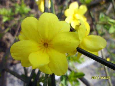 迎春花 迎春花 迎春花