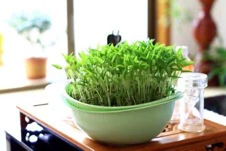 水培豌豆苗 自已动手：生豆芽，水培豆苗盆景，一举两得！
