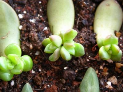 多肉植物叶插拔叶 多肉植物叶插乐趣（繁殖方法）