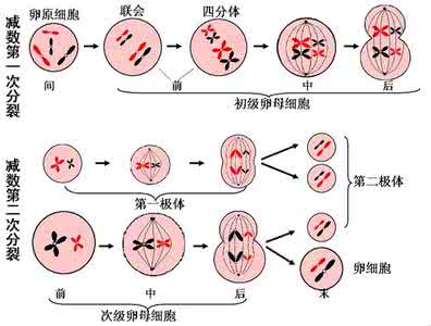 高中生物必背知识点 高中生物要背吗？