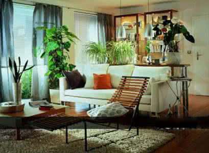 客厅盆栽风水禁忌 2013年客厅盆栽风水的四点宜忌