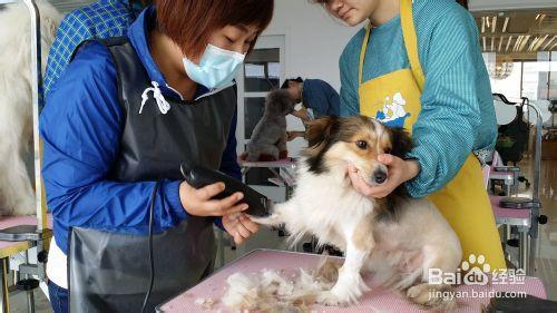 狗狗剃毛方法 给狗狗剃毛的正确方法 如何用正确的方法和狗狗沟通.