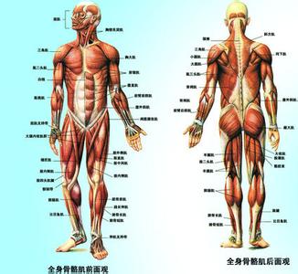 骨科病有哪些 骨科疾病 骨科疾病有哪些