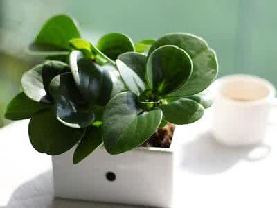 豆瓣绿椒草 豆瓣绿(椒草)的介绍与养护要点