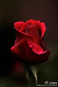 《玫瑰花的哲学》 玫瑰花的哲学