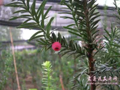 曼地亚红豆杉养殖 曼地亚红豆杉养殖 曼地亚红豆杉的养殖方法和注意事项 专家支招啦!