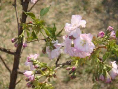 koreayh菠萝菠萝蜜 春暖花开——菠萝菠萝蜜