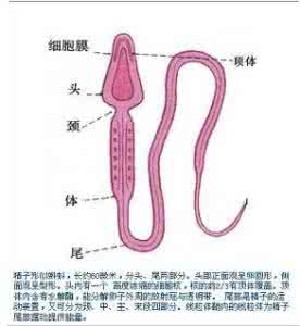 精子畸形率高怀不上吗 精子畸形率高怀不上吗 精子正常为何怀不上孩子?