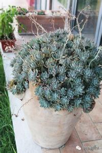 小肉肉植物怎么养 小肉肉植物怎么养 肉肉的小植物要怎么养