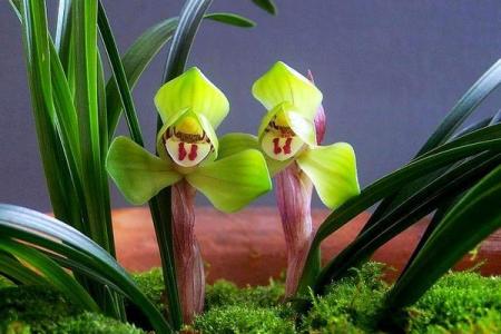 一般的春兰价位多少 春兰