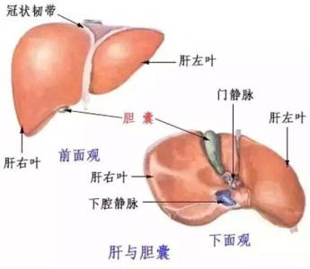 肝脏结节和肝癌区别 肝脏结节和肝癌区别 肝脏里有结节是肝癌吗？