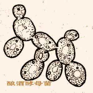 毕赤氏酵母属 酵母科