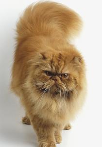 怎样训练宠物猫 训练宠物猫自由出入的方法