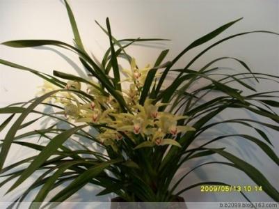 兰草花的土壤养殖方法 兰草花 【兰草花的栽培】兰草花怎么养