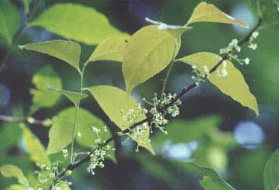 云南美登木 云南美登木(Maytenus hookeri)，卫矛科  