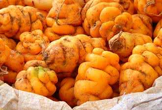 孕妇可以吃土豆吗 孕妇可以吃土豆吗 孕妇吃了土豆会怎样