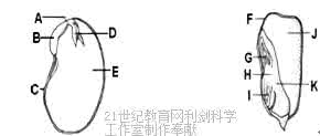 中草药蚕豆黄图片 蚕豆的图片 图中分别是蚕豆（如图1）和玉米（如图2）种子的结构图，据图回答：（1）蚕豆种子中储存营养物质的结构是