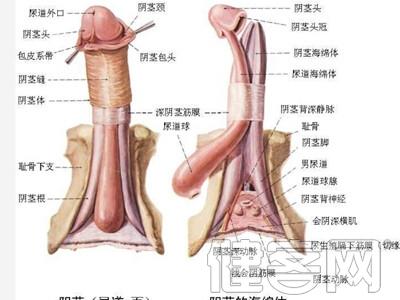 少女春梦李余山村老师 做春梦是可耻的吗？ 揭秘少女青春期的性心理变化