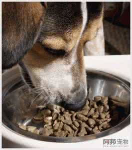 小狗狗到新家适应几天 新买的小狗狗应该喂什么吃？