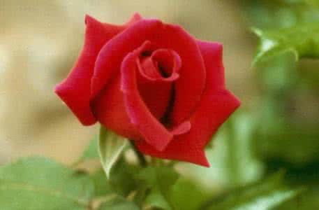 收购龙虾的大贩子电话 花販的話