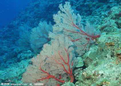 海洋底栖生物学 海洋底栖生物