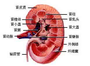 左肾疼痛是什么原因 肾疼是怎么回事 正确判断肾疼的原因