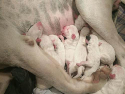 幼犬刚到家 刚到家的幼犬喂养有四个禁忌