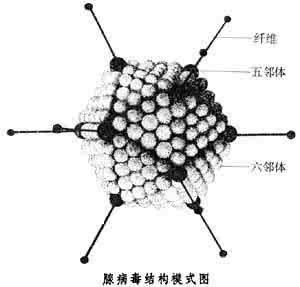 腺病毒怎么治疗 腺病毒科