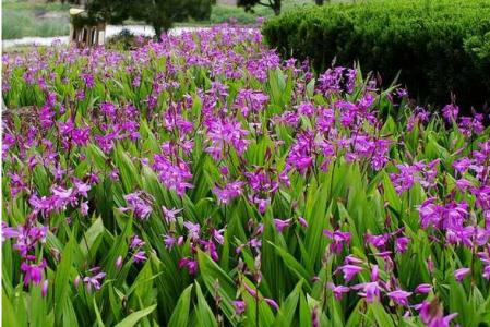 白芨的作用与功效 白芨的作用与功效 【白芨的作用与功效】白芨的作用与功效是什么