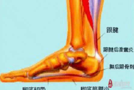 中医治疗足跟骨质增生 中医治疗足跟骨质增生 腿骨质增生怎么办?看中医如何治疗