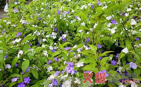 双色茉莉的修剪方法 双色茉莉施肥方法