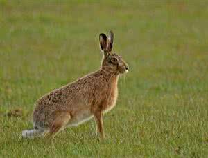 饥荒动物足迹 野外分辨动物足迹教材：认清是敌是友