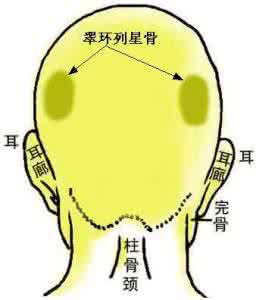 骨相大全——翠环列星骨