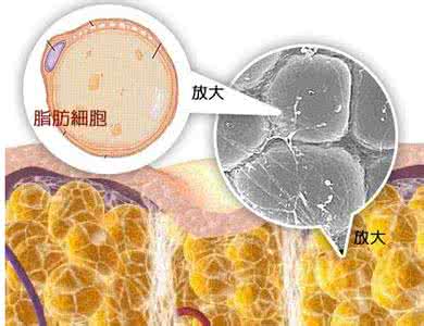 布雷顿森林体系瓦解 饮食助你瓦解体内脂肪