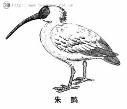 北师大八年级生物下册 生物教案北师八年级上 33585字 投稿：朱喙喚