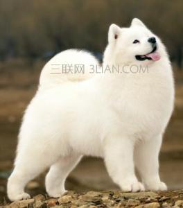 萨摩耶为什么会猴脸 萨摩耶为什么抓脸