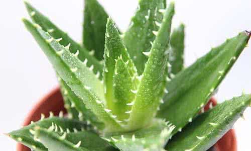 大司马直播常放的歌曲 室内常放它 十年不得病