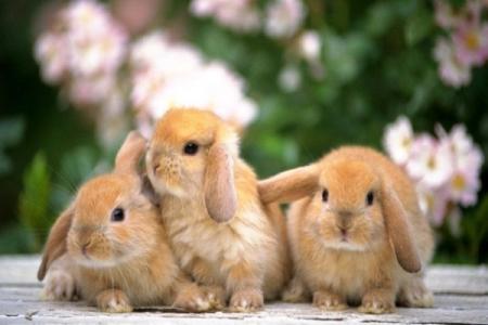 哈佛家训 哈佛家训——让兔子奔跑